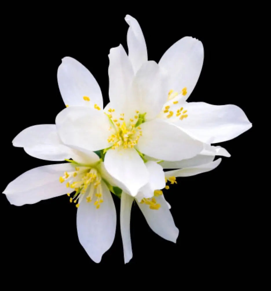 FRENCH JASMIN OILS THE FRENCH OILS